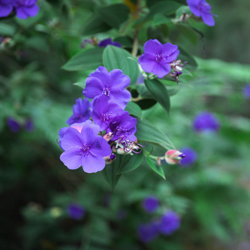 Tibouchina urvilleana Plants - Outdoor GROW TROPICALS