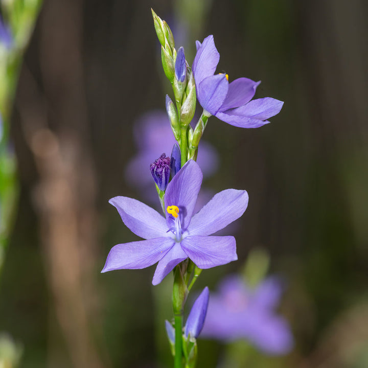 Aristea ecklonii (Blue Stars) Plants - Outdoor GROW TROPICALS