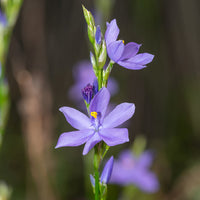 Aristea ecklonii (Blue Stars)