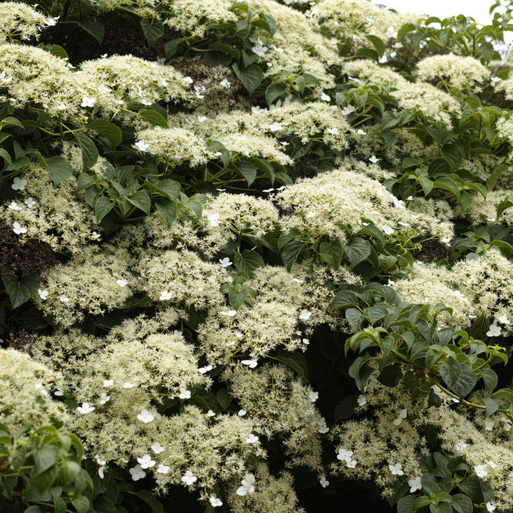 Hydrangea anomala subsp. petiolaris Plants - Outdoor GROW TROPICALS