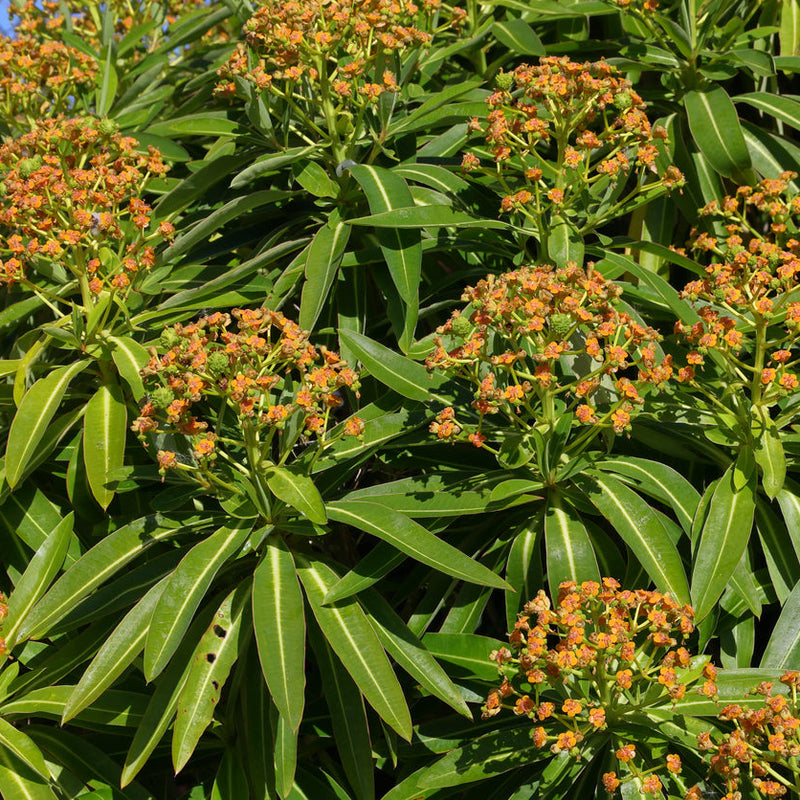Euphorbia mellifera (Honey Spurge) Plants - Outdoor GROW TROPICALS