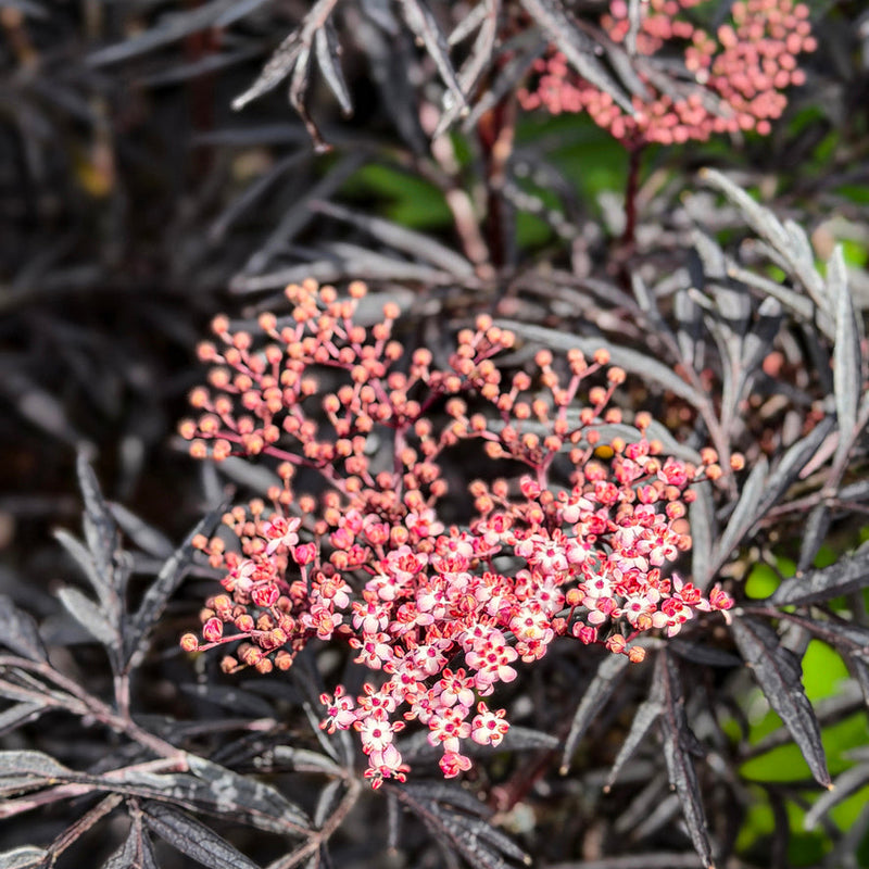 Sambucus nigra 'Black Lace' Plants - Outdoor GROW TROPICALS