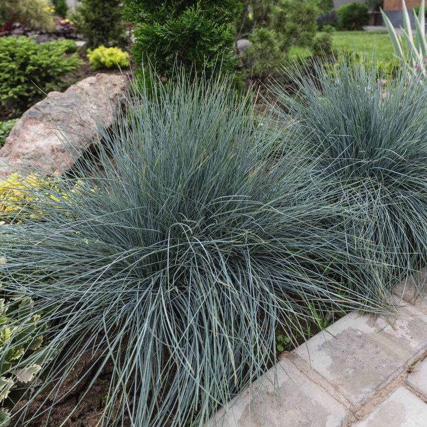 Festuca 'Intense Blue' Plants - Outdoor GROW TROPICALS
