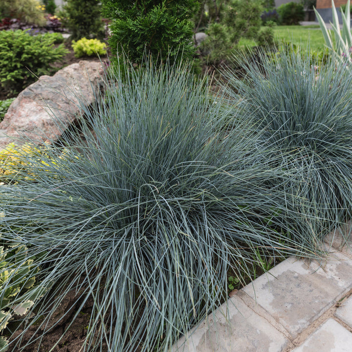 Festuca 'Intense Blue' Plants - Outdoor GROW TROPICALS