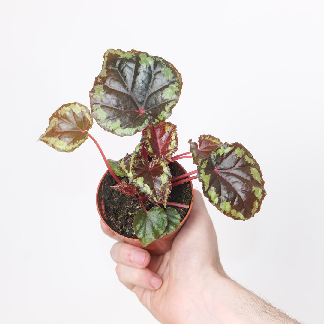 Begonia ignita
