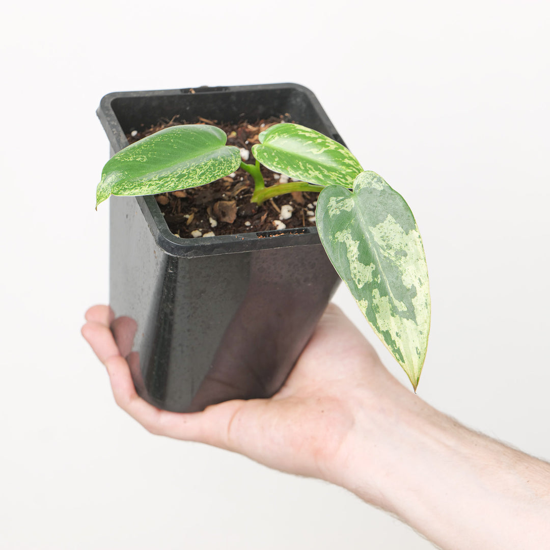 Philodendron ilsemanii
