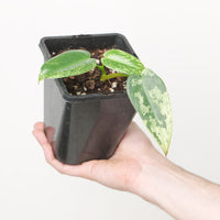 Philodendron ilsemanii