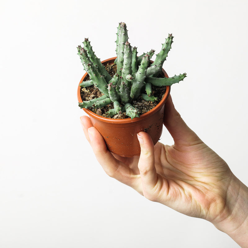 Huernia pendurata (Stapeliad) Plants GrowTropicals