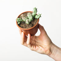 Orbea Hesperidum (Stapeliad)
