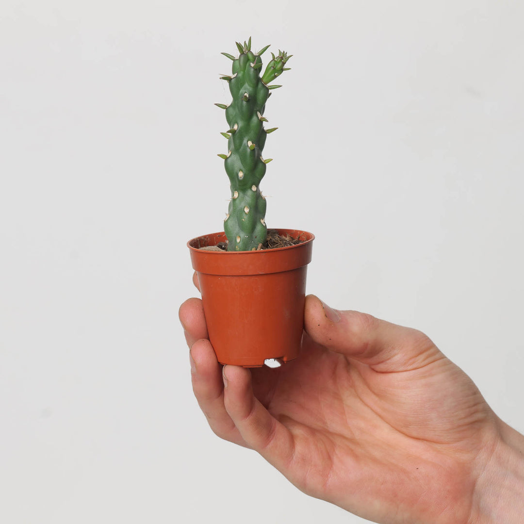 Cylindropuntia imbricata - GROW TROPICALS