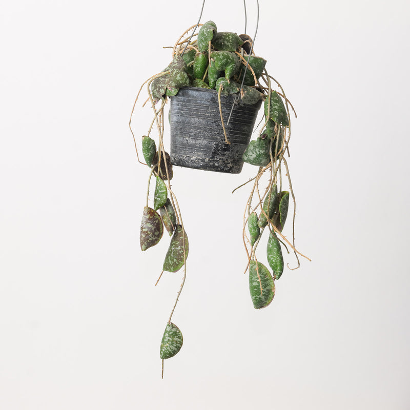 Hoya imbricata Plants GrowTropicals