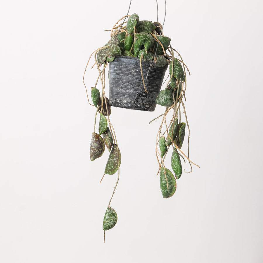 Hoya imbricata Plants GrowTropicals