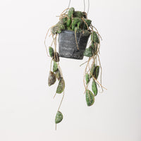 Hoya imbricata