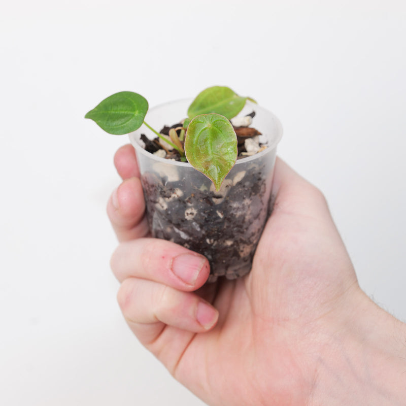 Pilea imitans — 6cm