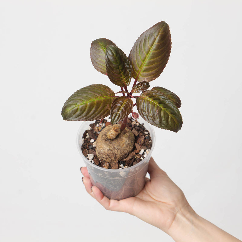 Impatiens phengklaii dark form 12cm Plants GrowTropicals