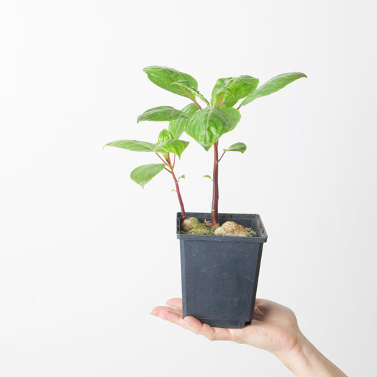 Impatiens phengklaii light form Plants GrowTropicals