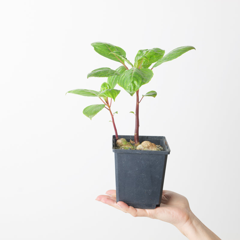 Impatiens phengklaii light form Plants GrowTropicals
