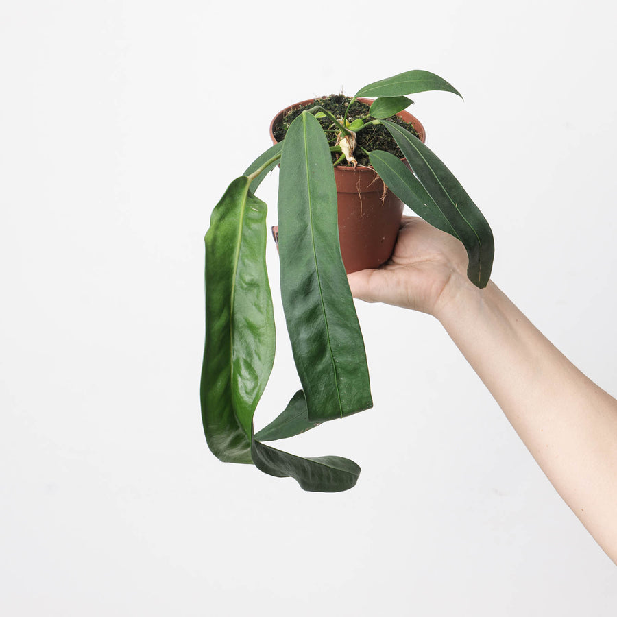 Imperfect Anthurium wendlingeri 12cm Imperfect Plants GrowTropicals