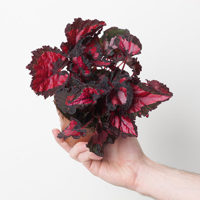 Begonia Inca Night Plants GrowTropicals