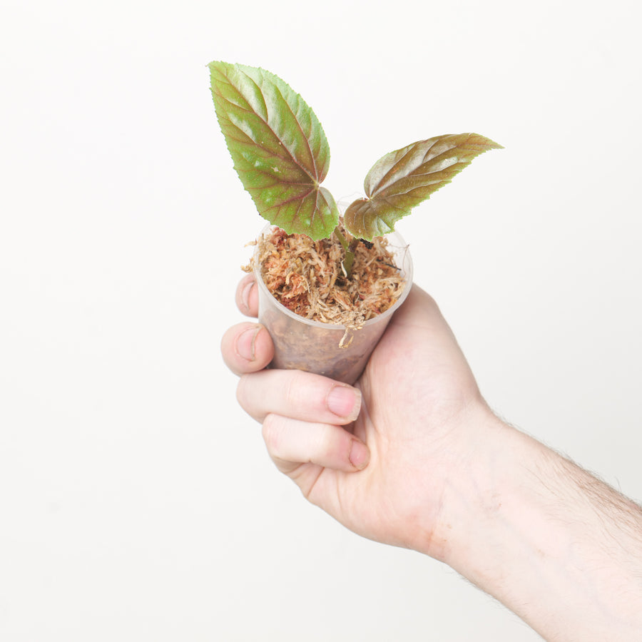 Begonia incarnata Plants GrowTropicals