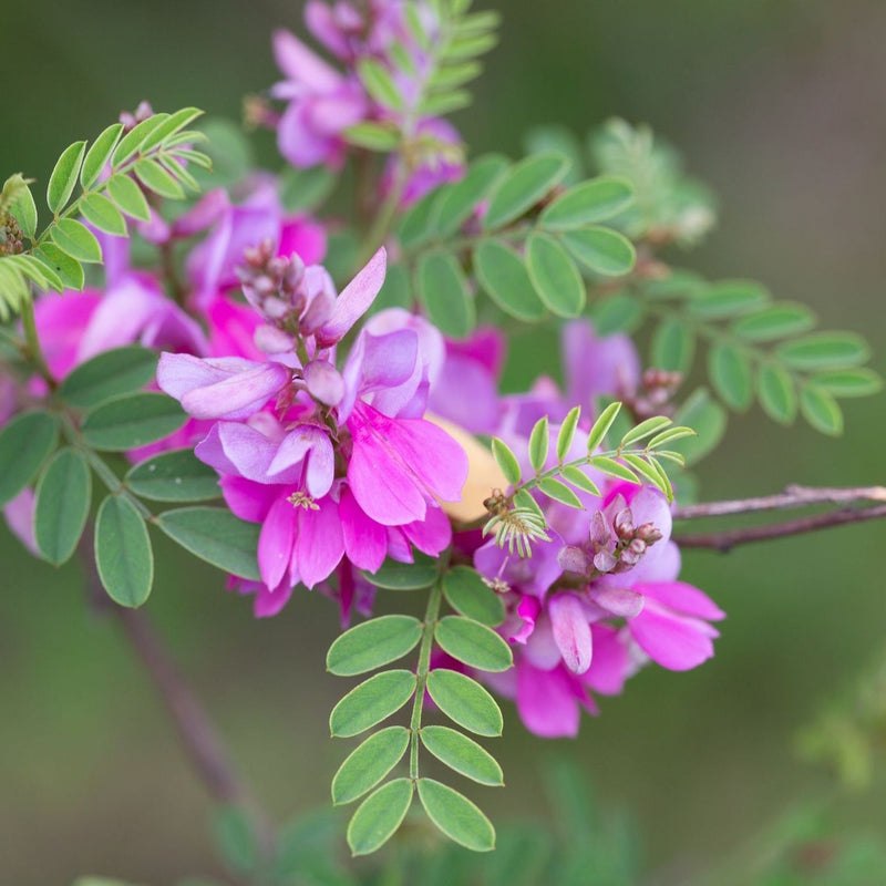 Indigofera heterantha Plants - Outdoor GROW TROPICALS