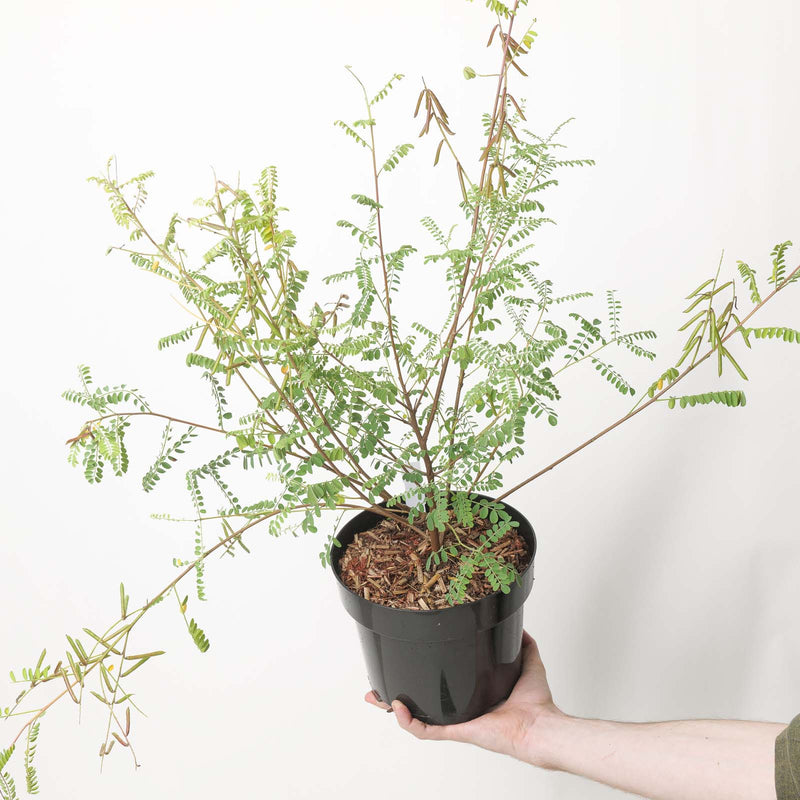 Indigofera heterantha — 19cm / 3L