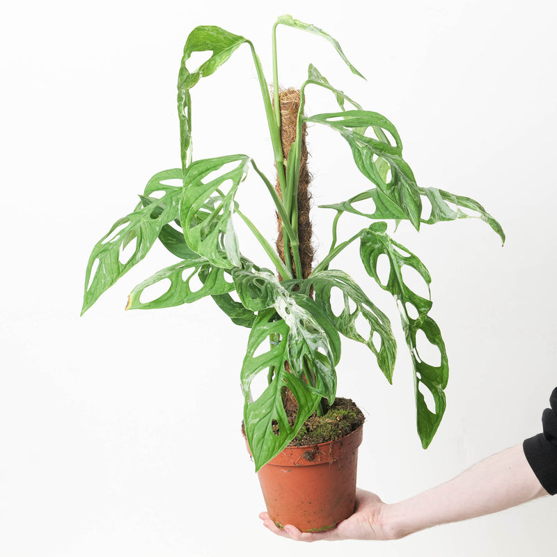 Monstera 'Indo Marble' | Janda Bolong Variegated Plants GrowTropicals
