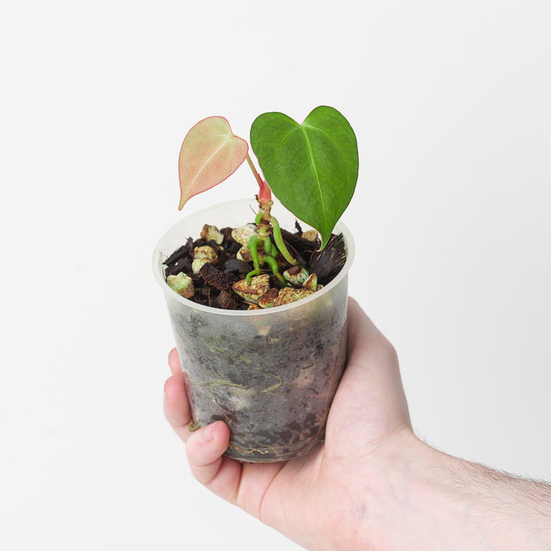 Anthurium papillilaminum (Indo) x dressleri (Indo) — 9cm