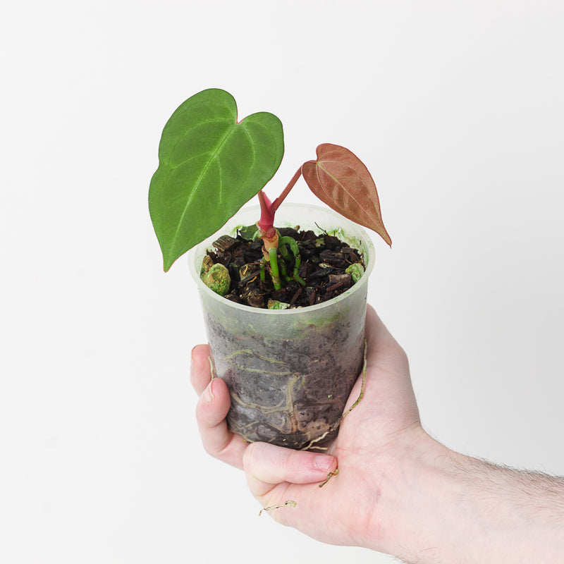 Anthurium papillilaminum (Indo) x dressleri (Indo) Plants GrowTropicals