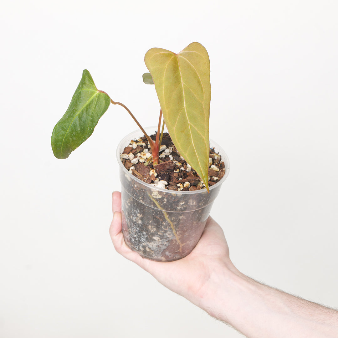 Anthurium Indo Port x papillilaminum Plants GrowTropicals