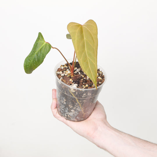 Anthurium Indo Port x papillilaminum Plants GrowTropicals