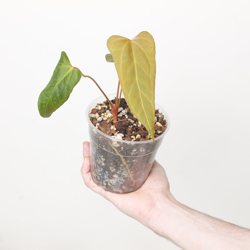 Anthurium Indo Port x papillilaminum — 9cm (Grower's Choice)