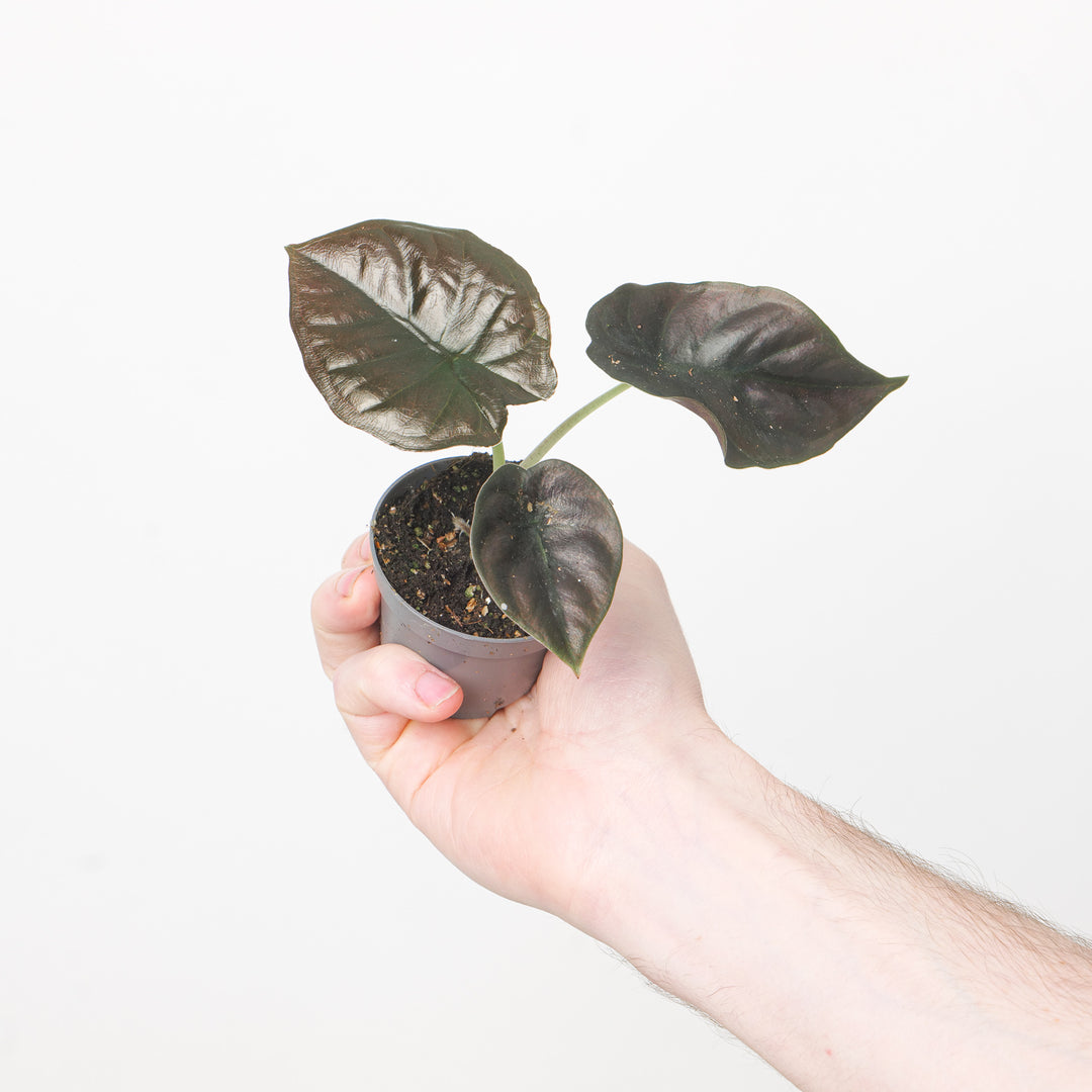 Alocasia Infernalis 'Black Magic' 6cm Plants GrowTropicals