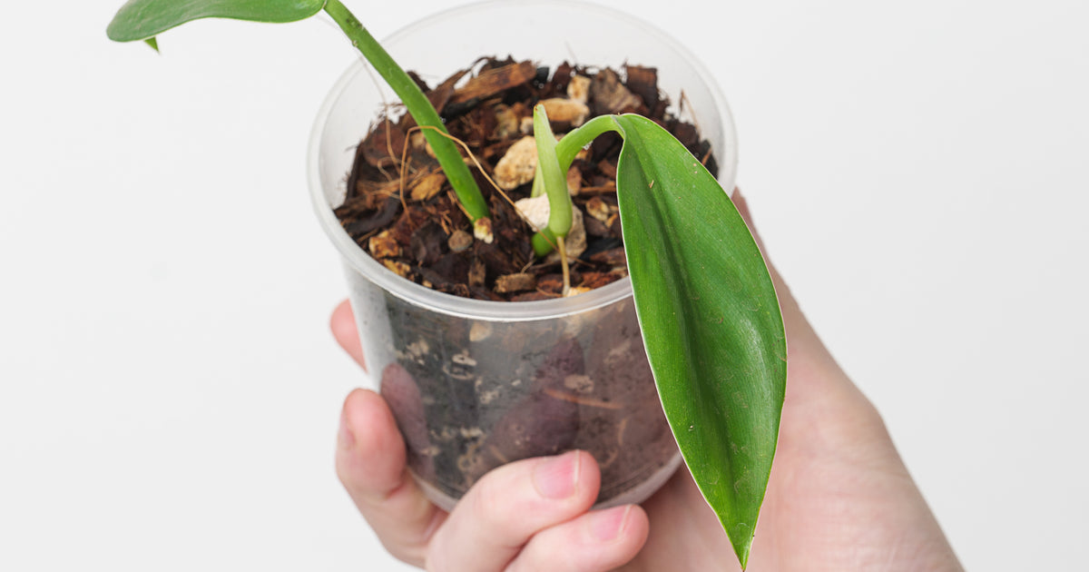 philodendron inconcinnum glassworks for sale Philodendron inconcinnum | Plants