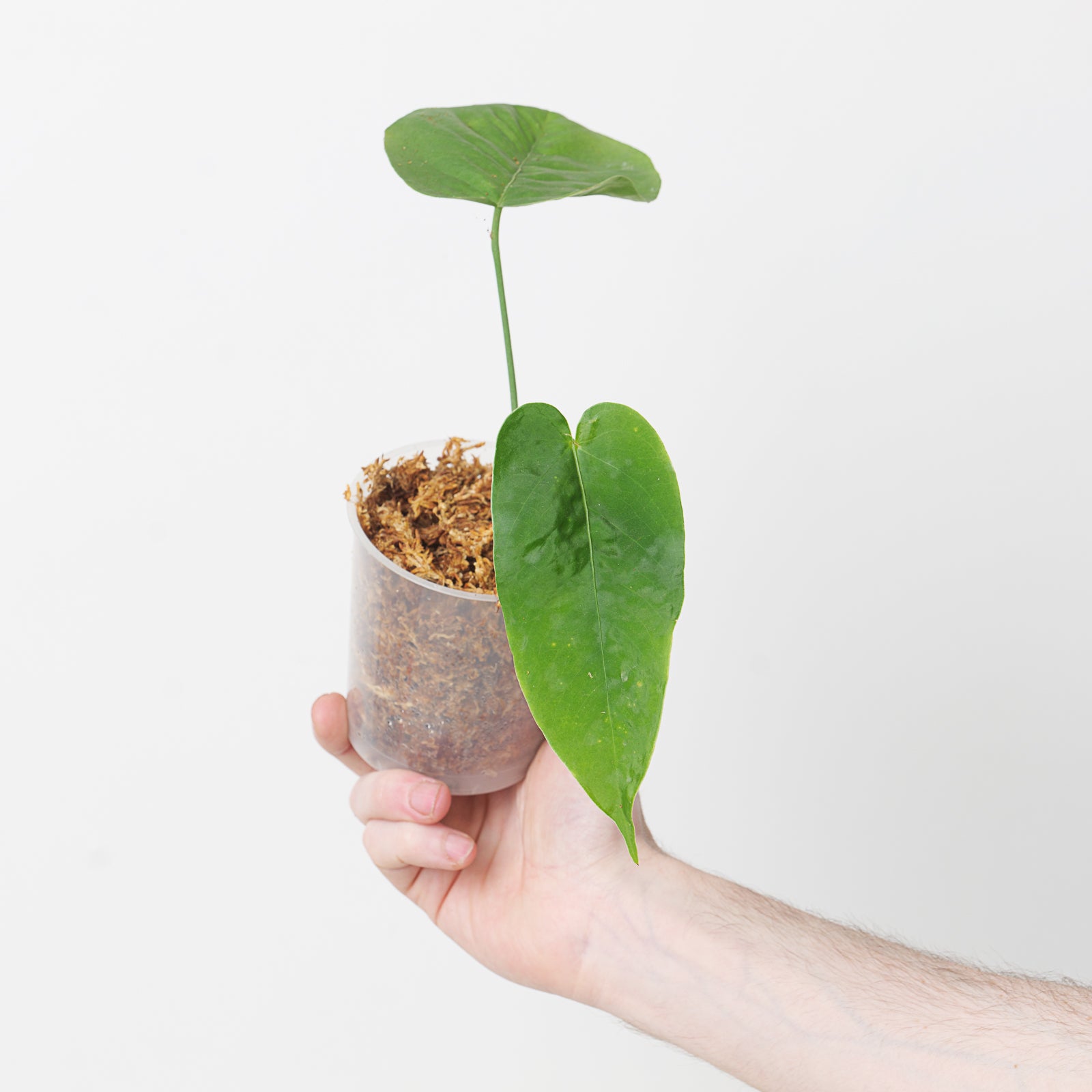 anthurium insigne Anthurium insigne var panguiensii | Plants