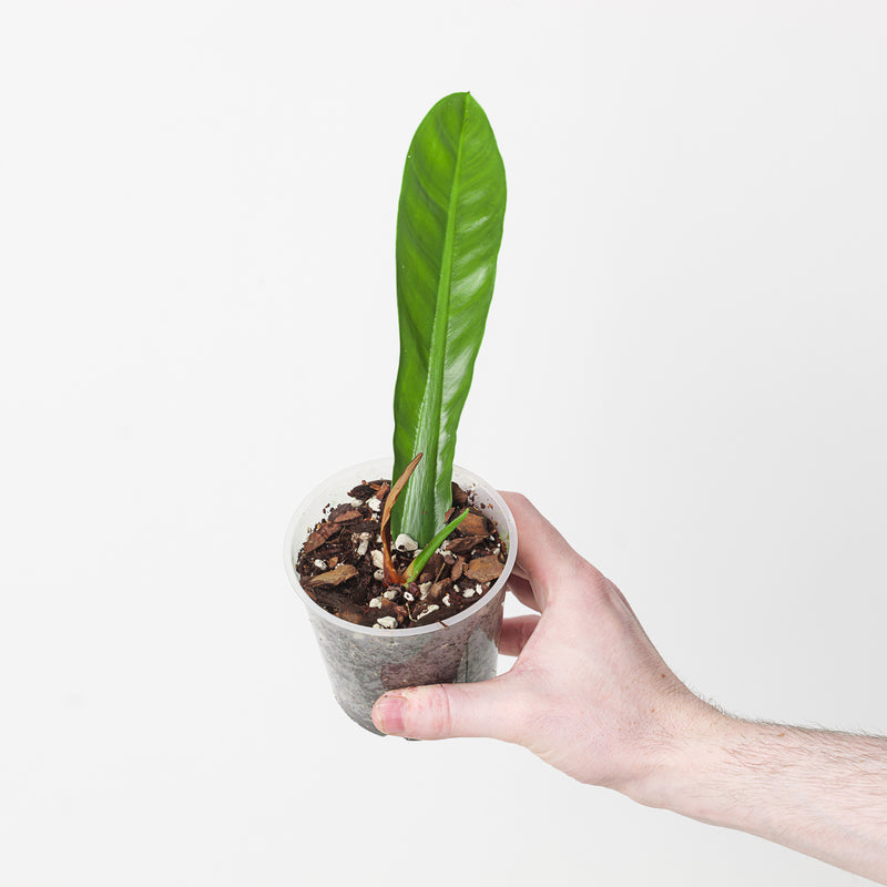 Philodendron insigne — 9cm