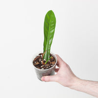 Philodendron insigne