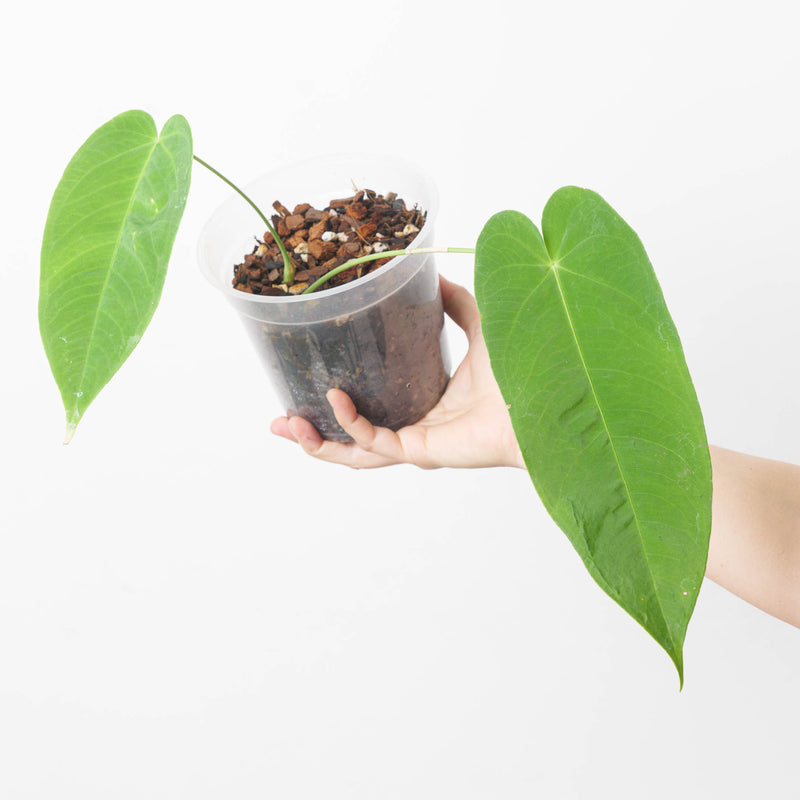 Anthurium insigne var panguiensii 14cm Plants GrowTropicals