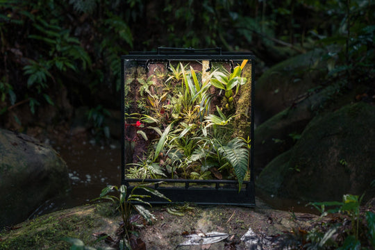 AMAZONIA - InSitu Ecosystems Terrarium Terrarium GrowTropicals