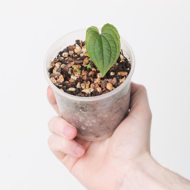 Anthurium clidemioides (Intermediate Form) — 6cm