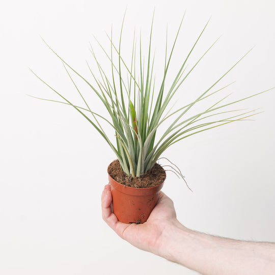 Tillandsia iopinata | Air Plant Plants GrowTropicals