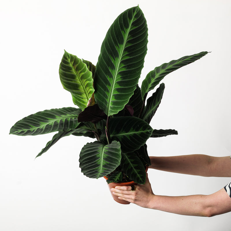 Calathea warscewiczii 19cm Plants GrowTropicals