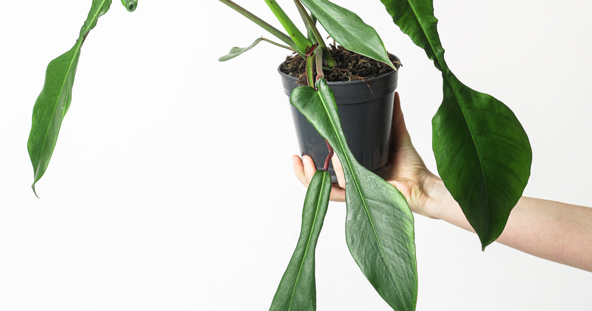 philodendron joepii price philippines Philodendron joepii | Plants