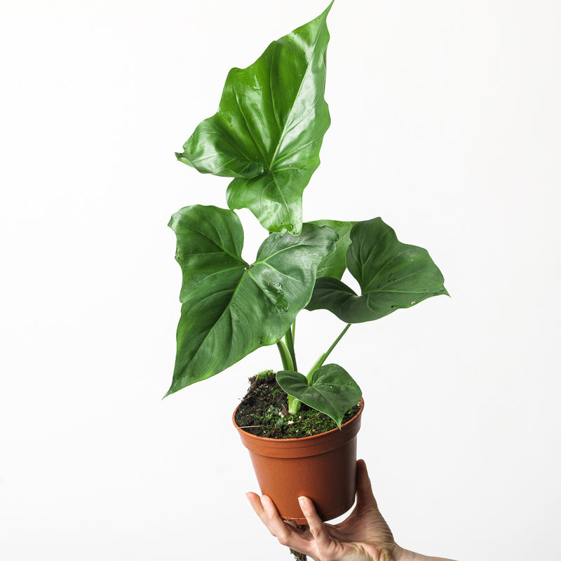 Philodendron bipinnatifidum x goeldii 14cm Plants GrowTropicals