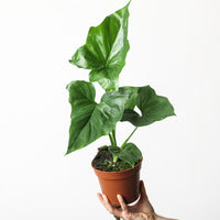 Philodendron bipinnatifidum x goeldii