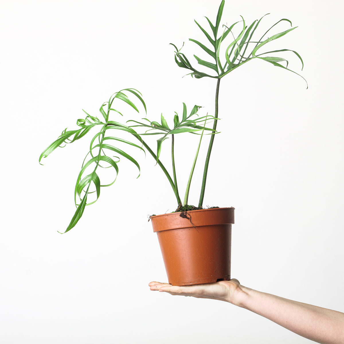 philodendron polypodioides tortum Philodendron polypodioides