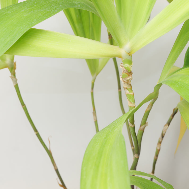 Iris confusa Japan selection Plants - Outdoor GROW TROPICALS