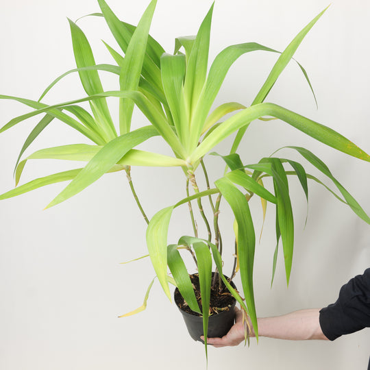 Iris confusa Japan selection 17cm / 2L Plants - Outdoor GROW TROPICALS
