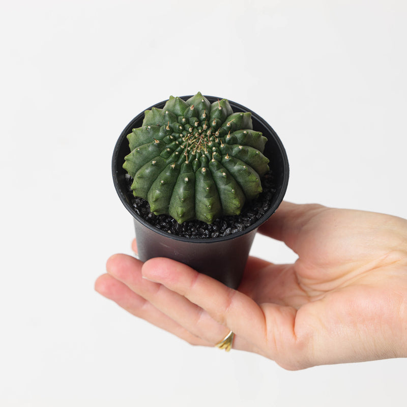 Gymnocalycium hybrid ‘inermis’ f. 'Island' Plants GrowTropicals