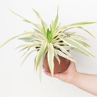 Yucca 'Ivory Tower'